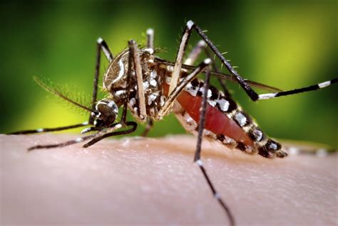 mosquito dating